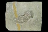 Fossil Crinoid (Abrotocrinus) - Crawfordsville, Indiana #149003-1